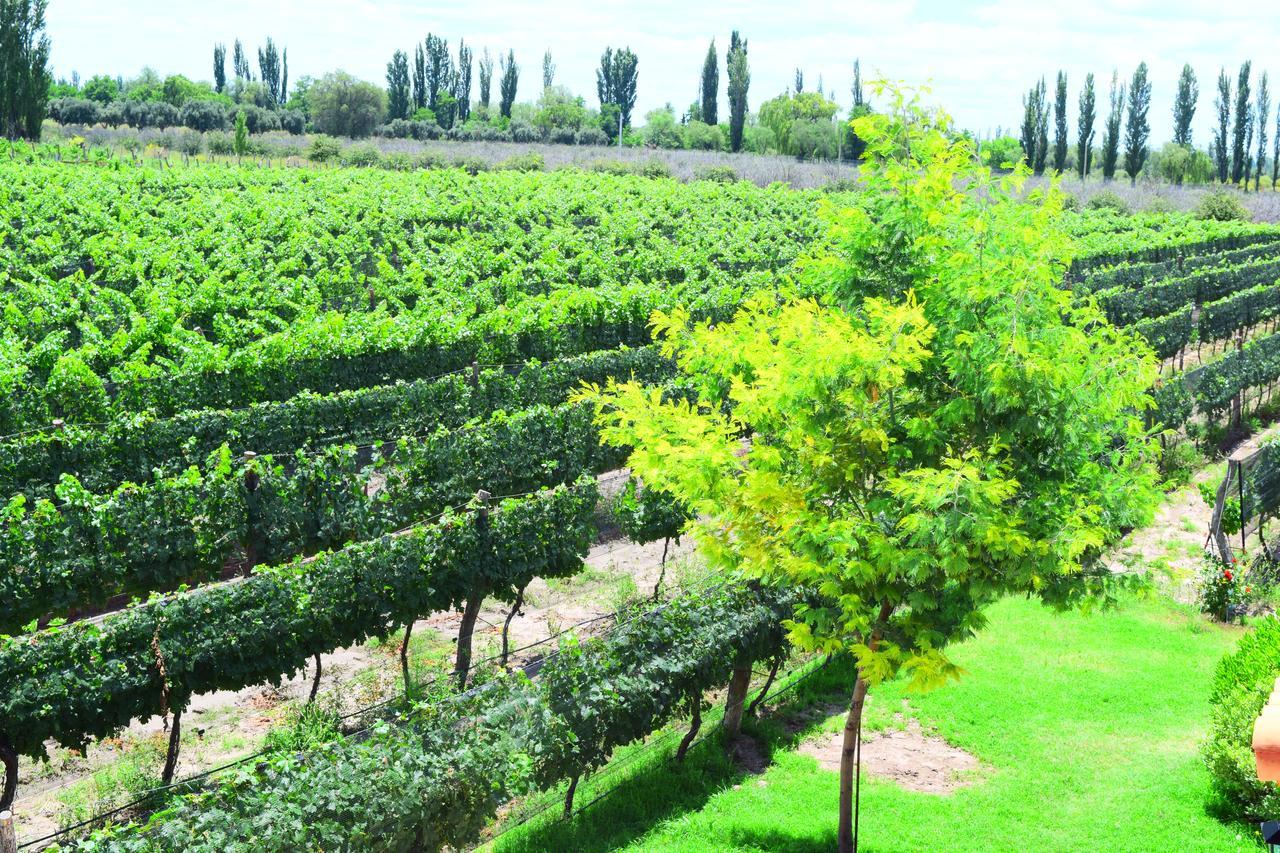 Chaglasian Wine & Suites Сан-Рафаель Екстер'єр фото
