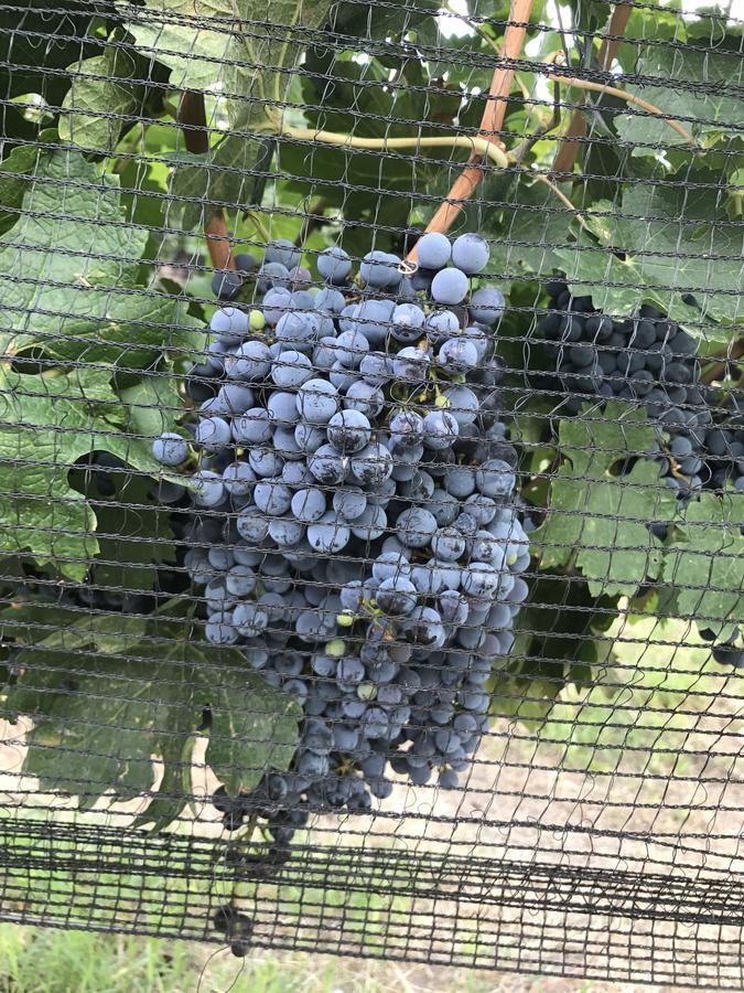 Chaglasian Wine & Suites Сан-Рафаель Екстер'єр фото